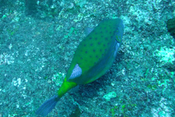 fish